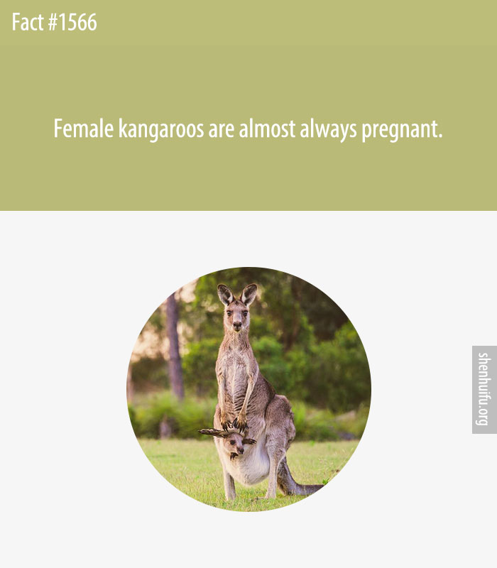 Female kangaroos are almost always pregnant
