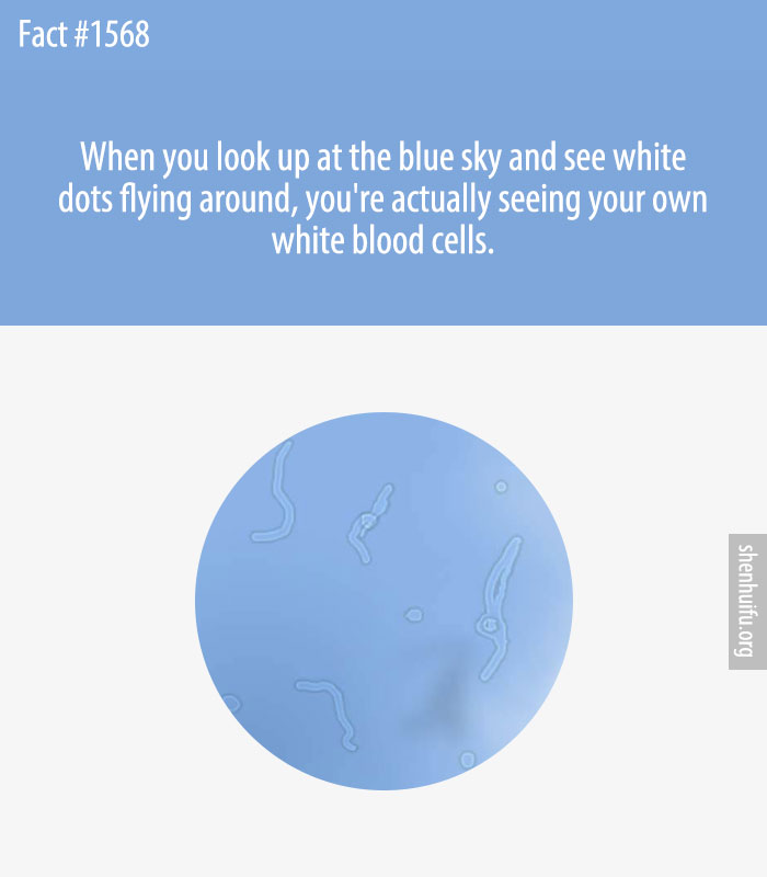 When you look up at the blue sky and see white dots flying around, you're actually seeing your own white blood cells.