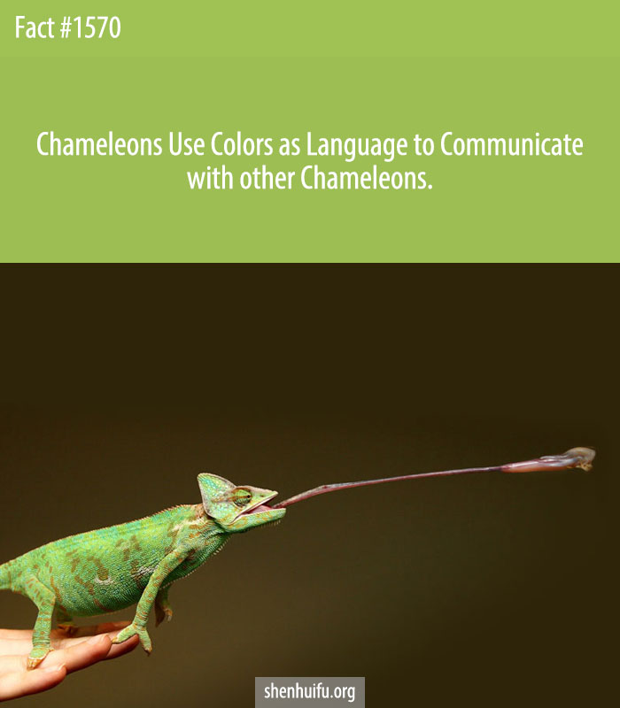 Chameleons Use Colors as Language to Communicate with other Chameleons.