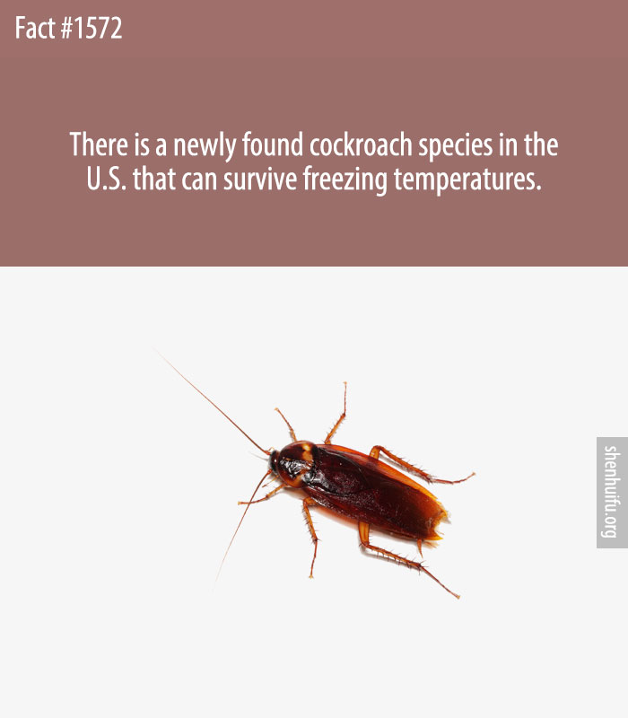 There is a newly found cockroach species in the U.S. that can survive freezing temperatures.