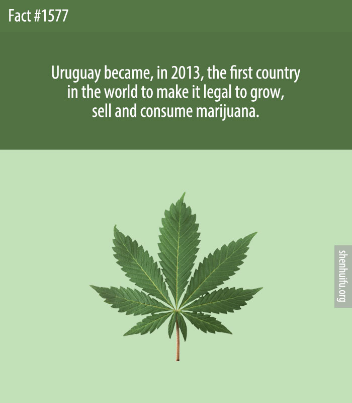 Uruguay became, in 2013, the first country in the world to make it legal to grow, sell and consume marijuana.