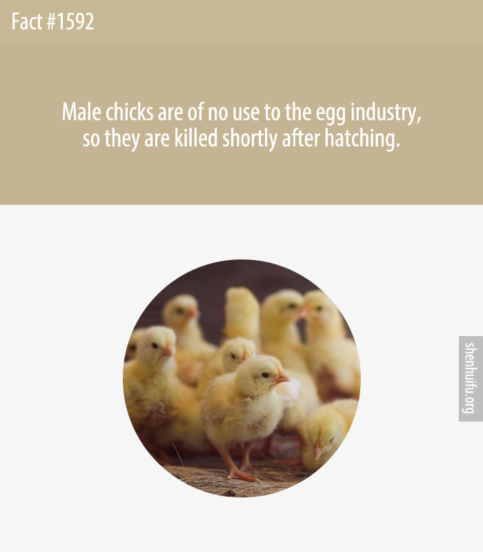 Male chicks are of no use to the egg industry, so they are killed shortly after hatching.