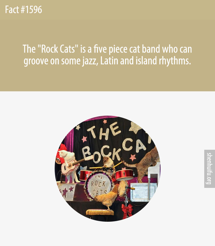 The 'Rock Cats' is a five piece cat band who can groove on some jazz, Latin and island rhythms.