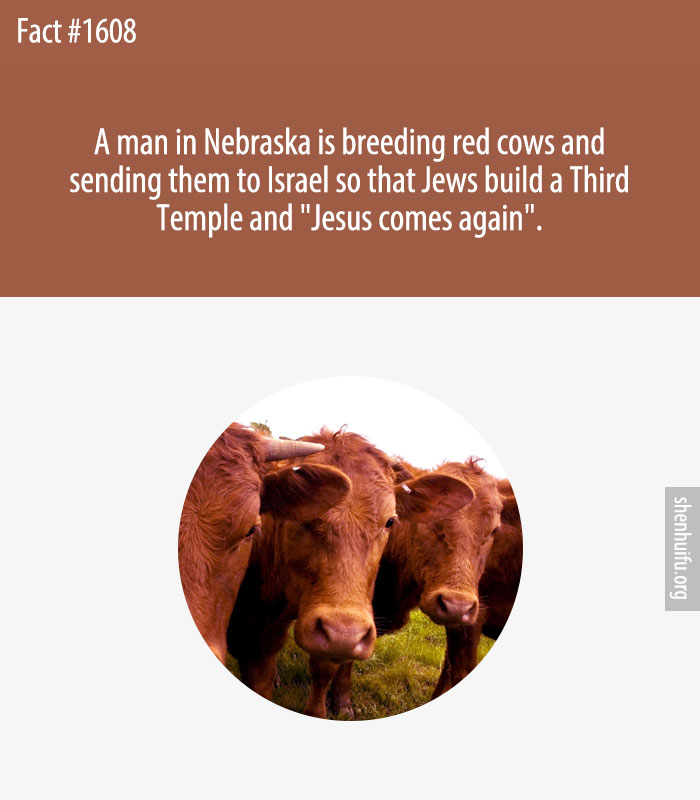 A man in Nebraska is breeding red cows and sending them to Israel so that Jews build a Third Temple and 'Jesus comes again'.