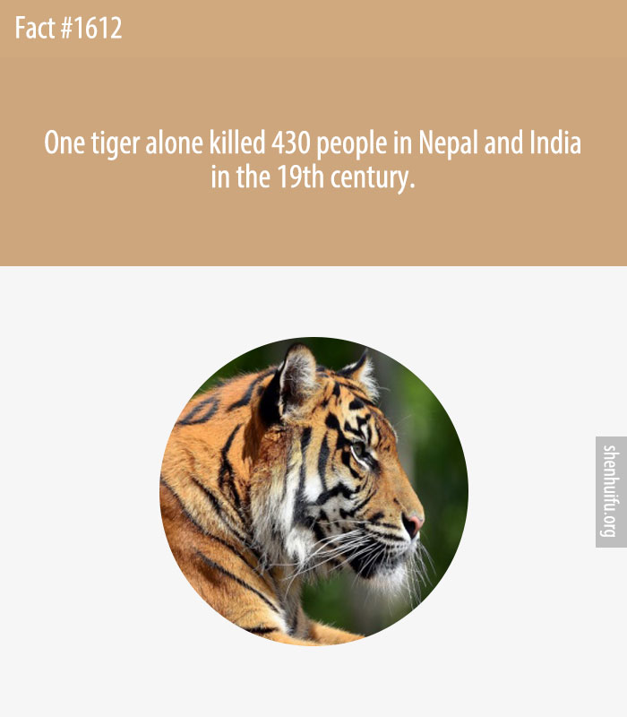 One tiger alone killed 430 people in Nepal and India in the 19th century.