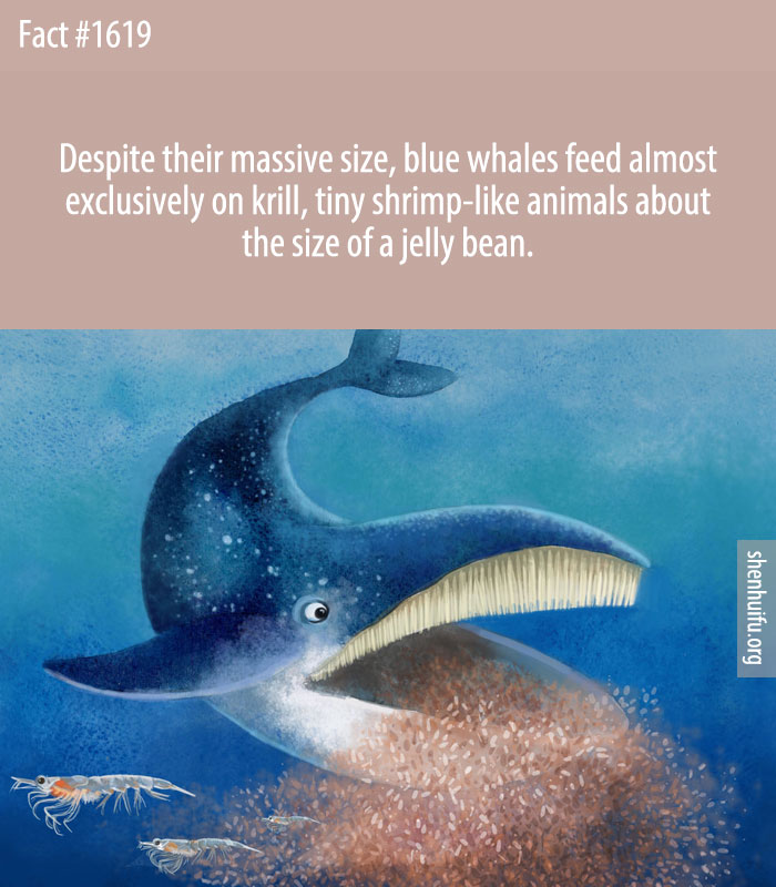 Despite their massive size, blue whales feed almost exclusively on krill, tiny shrimp-like animals about the size of a jelly bean.