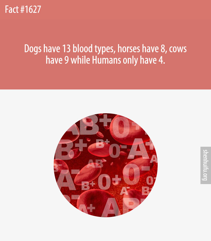 Dogs have 13 blood types, horses have 8, cows have 9 while Humans only have 4.