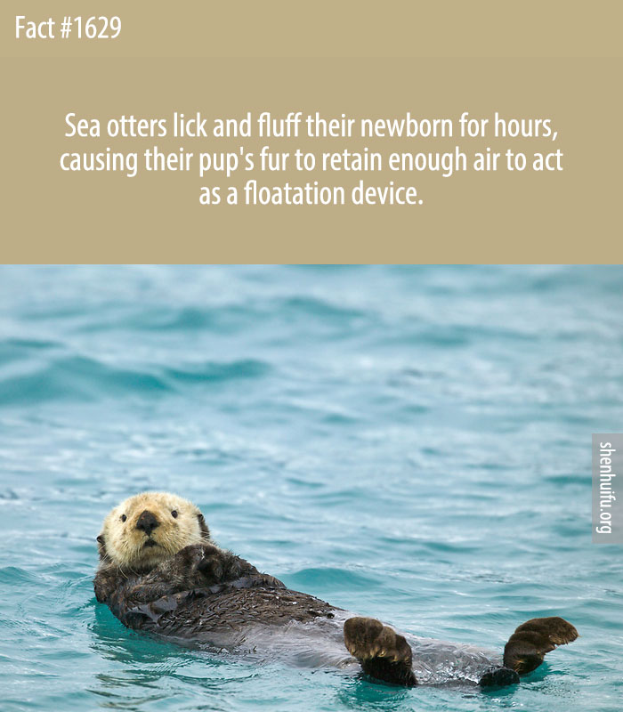 Sea otters lick and fluff their newborn for hours, causing their pup's fur to retain enough air to act as a floatation device.