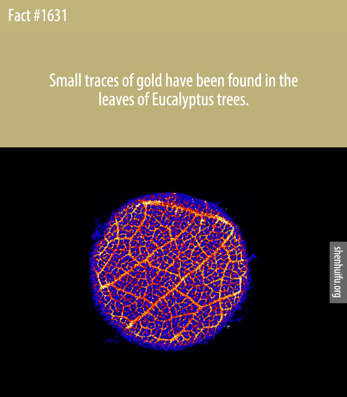 Small traces of gold have been found in the leaves of Eucalyptus trees.