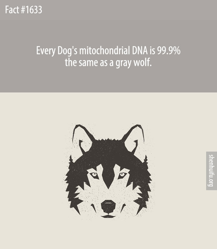 Every Dog's mitochondrial DNA is 99.9% the same as a gray wolf.