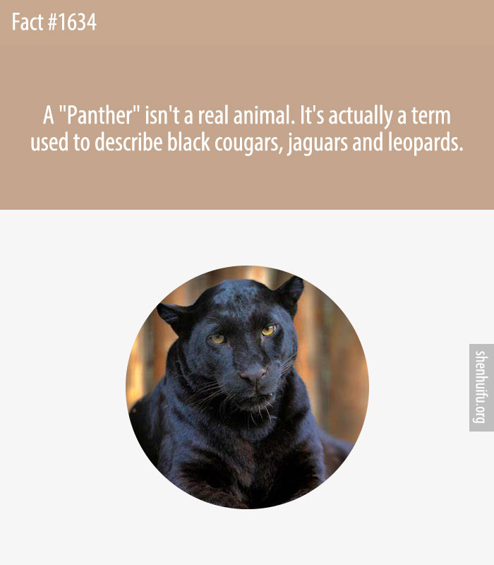 A 'Panther' isn't a real animal. It's actually a term used to describe black cougars, jaguars and leopards.