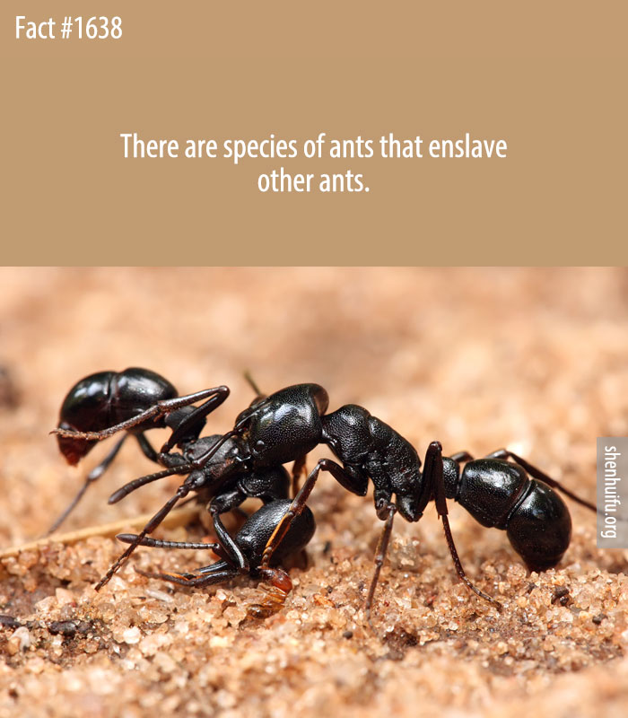 There are species of ants that enslave other ants.