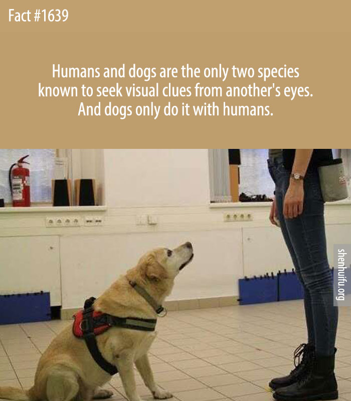 Humans and dogs are the only two species known to seek visual clues from another's eyes. And dogs only do it with humans.