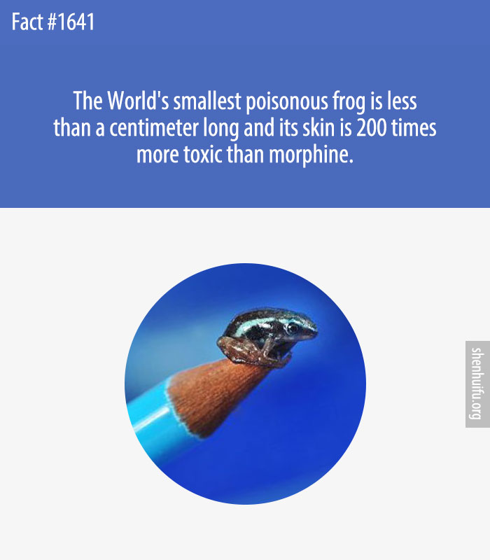 The World's smallest poisonous frog is less than a centimeter long and its skin is 200 times more toxic than morphine.