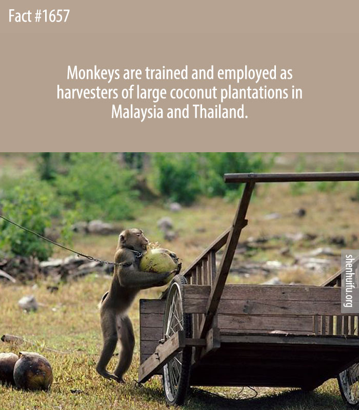 Monkeys are trained and employed as harvesters of large coconut plantations in Malaysia and Thailand.
