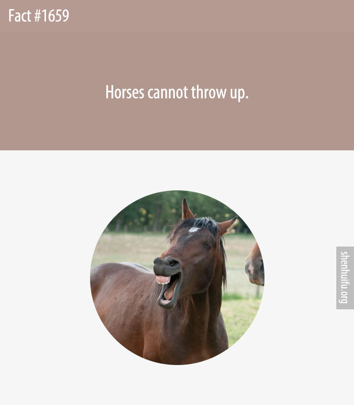 Horses cannot throw up.