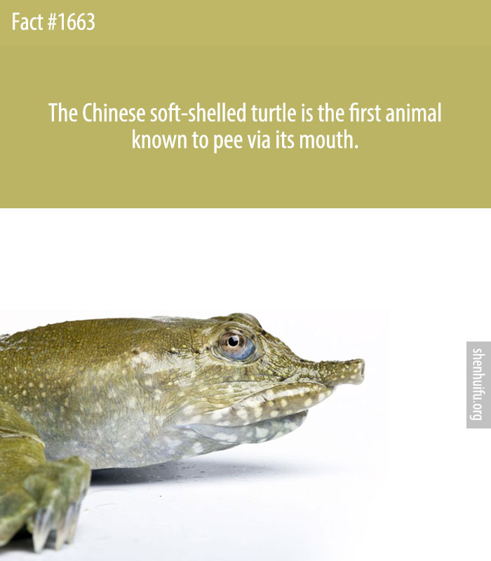 The Chinese soft-shelled turtle is the first animal known to pee via its mouth.