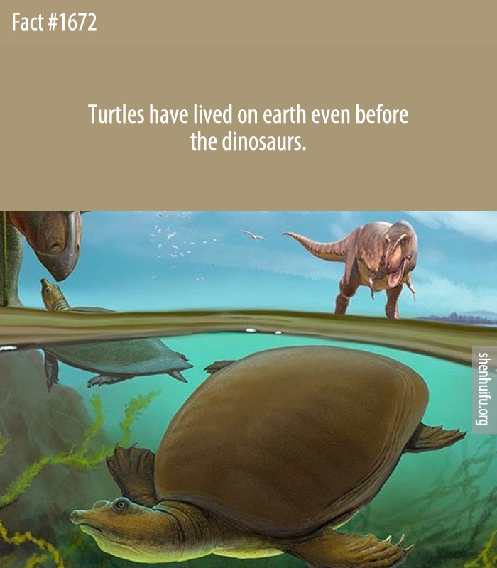 Turtles have lived on earth even before the dinosaurs.