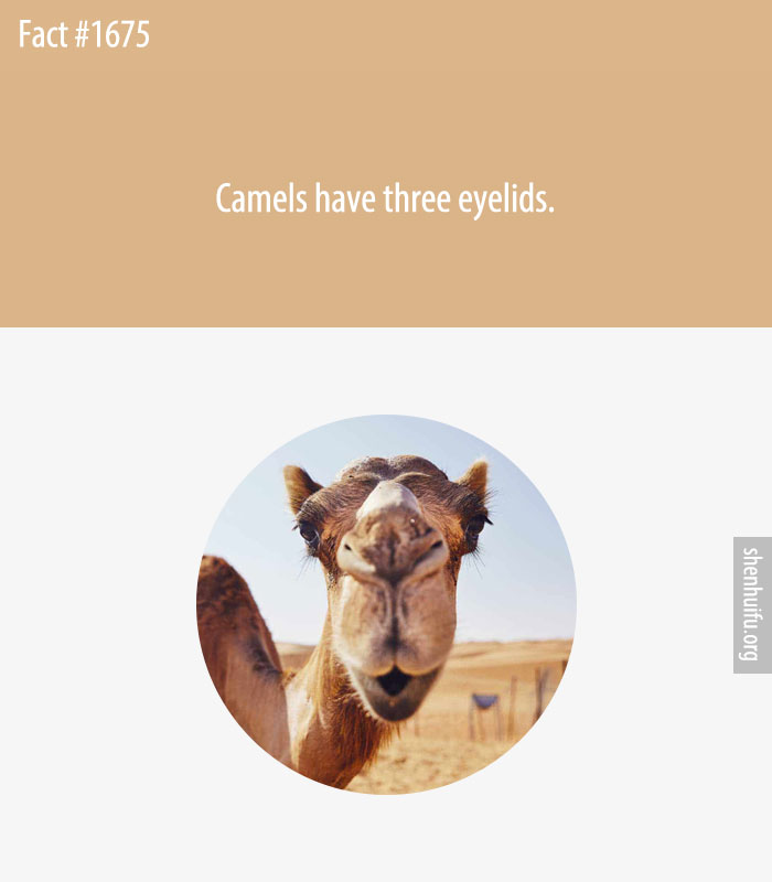 Camels have three eyelids.