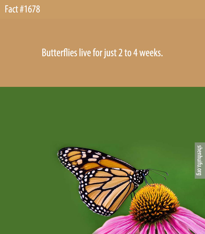 Butterflies live for just 2 to 4 weeks.