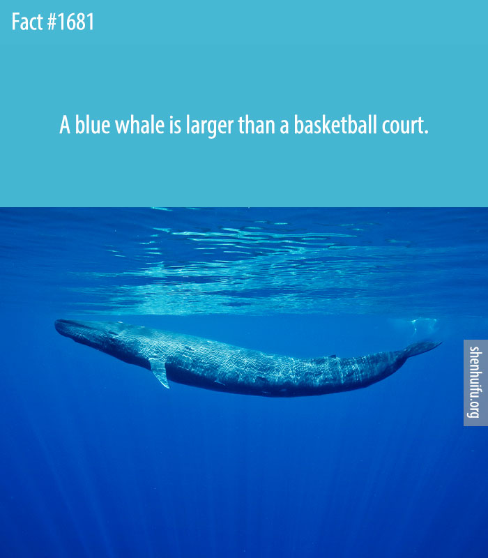 A blue whale is larger than a basketball court.