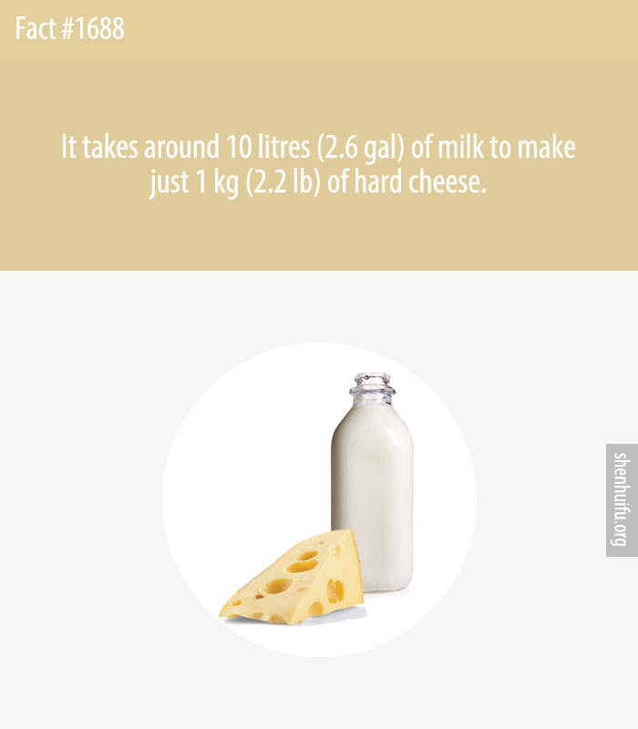 It takes around 10 litres (2.6 gal) of milk to make just 1 kg (2.2 lb) of hard cheese.