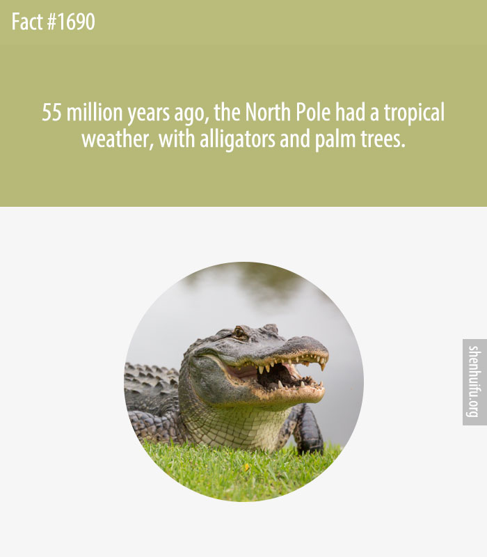 55 million years ago, the North Pole had a tropical weather, with alligators and palm trees.