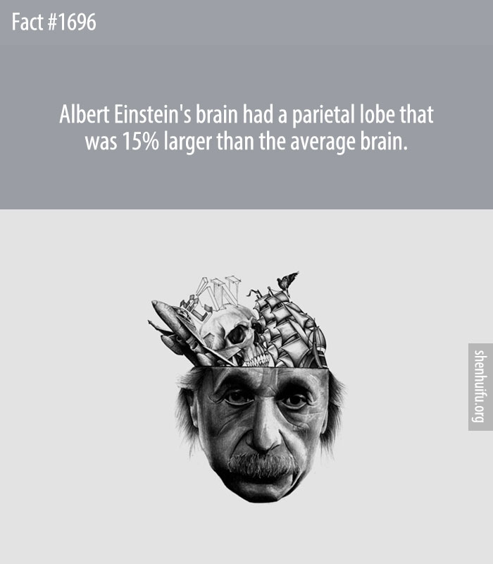 Albert Einstein's brain had a parietal lobe that was 15% larger than the average brain.