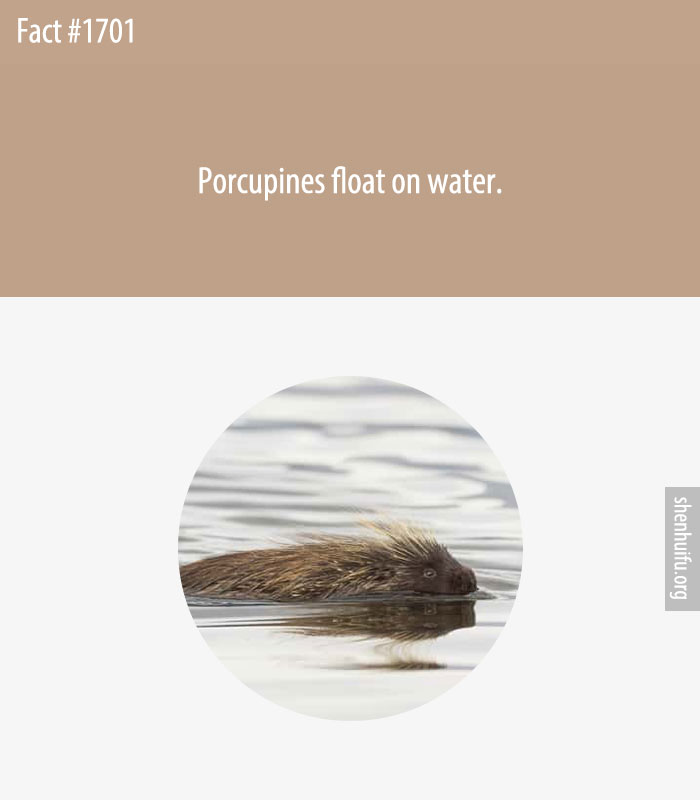 Porcupines float on water.