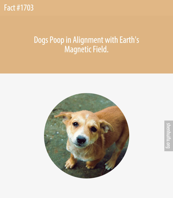 Dogs Poop in Alignment with Earth's Magnetic Field.