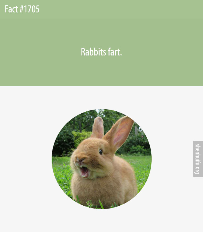 Rabbits fart.