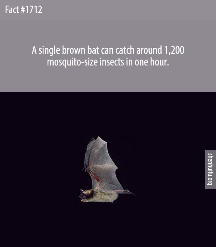 A single brown bat can catch around 1,200 mosquito-size insects in one hour.