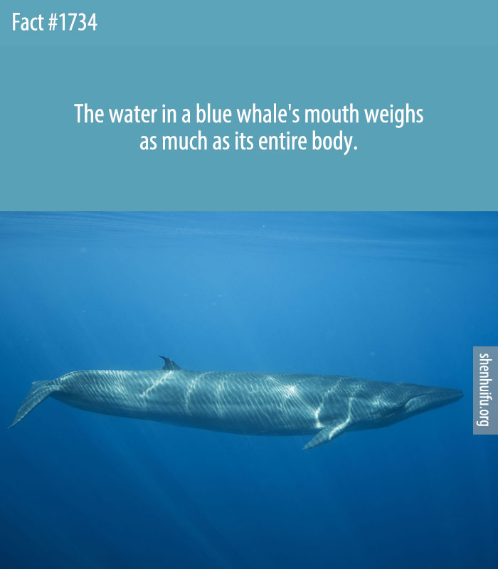 The water in a blue whale's mouth weighs as much as its entire body.