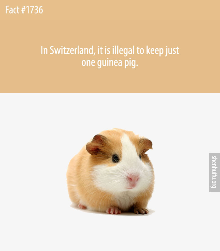 In Switzerland, it is illegal to keep just one guinea pig.