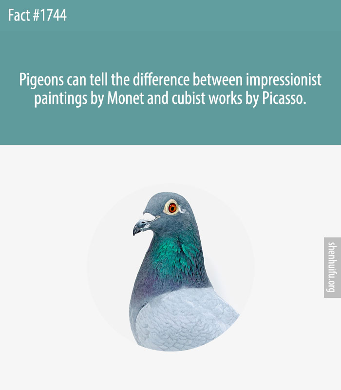 Pigeons can tell the difference between impressionist paintings by Monet and cubist works by Picasso.