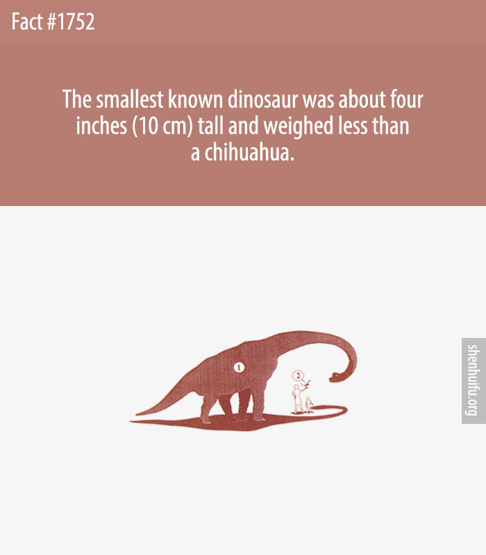 The smallest known dinosaur was about four inches (10 cm) tall and weighed less than a chihuahua.