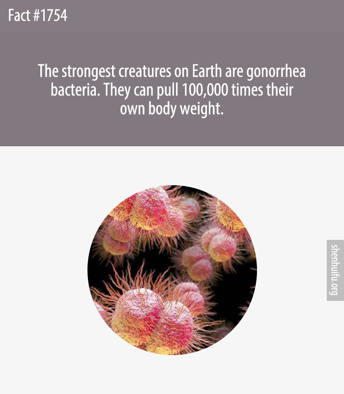 The strongest creatures on Earth are gonorrhea bacteria. They can pull 100,000 times their own body weight.