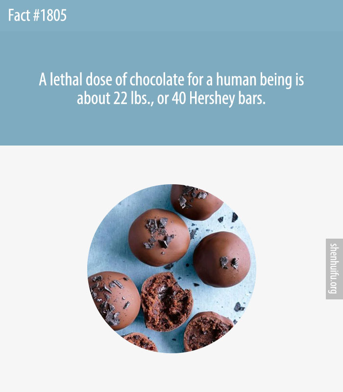 A lethal dose of chocolate for a human being is about 22 lbs., or 40 Hershey bars.