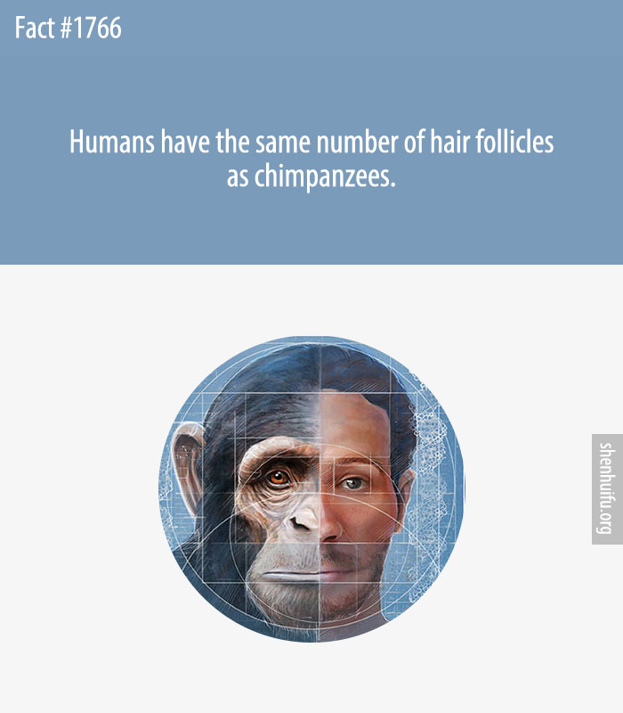 Humans have the same number of hair follicles as chimpanzees.
