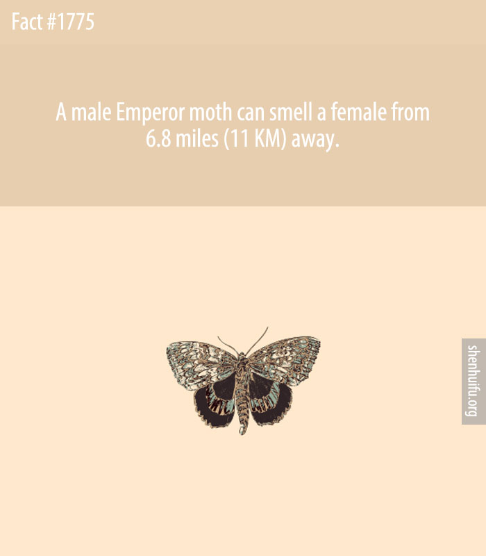 A male Emperor moth can smell a female from 6 miles (9.6 KM) away.