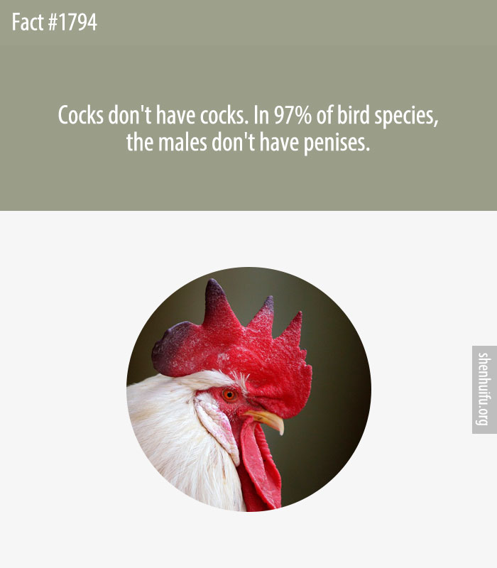Cocks don't have cocks. In 97% of bird species, the males don't have penises.
