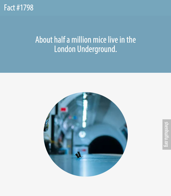 About half a million mice live in the London Underground.