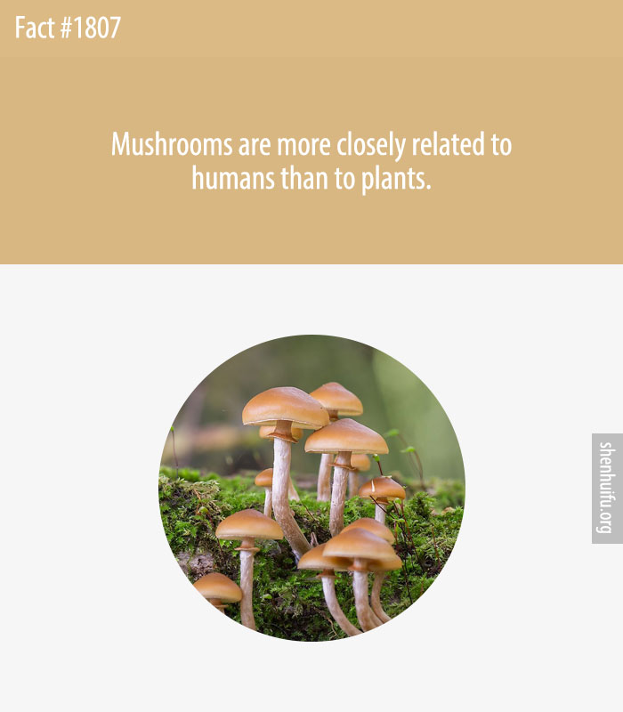Mushrooms are more closely related to humans than to plants.