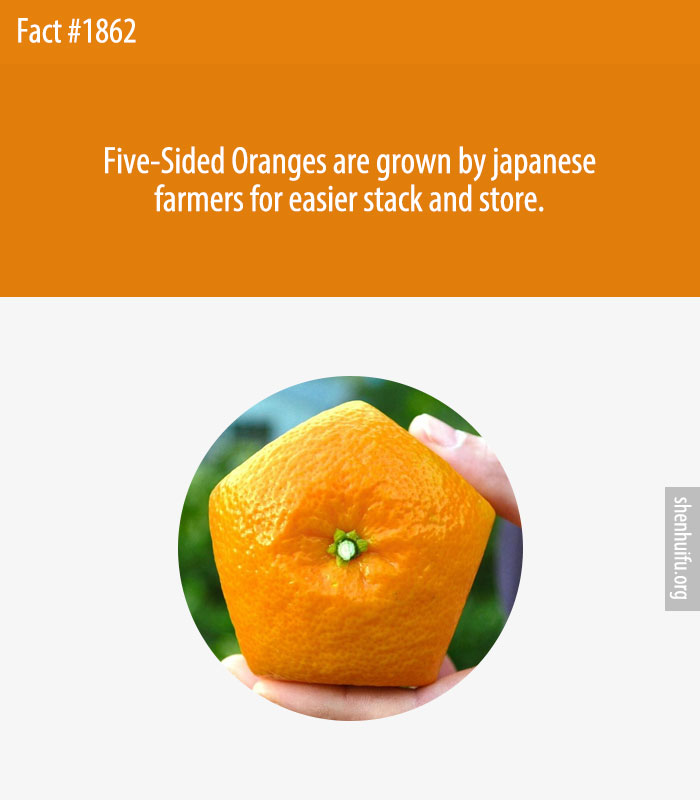 Five-Sided Oranges are grown by japanese farmers for easier stack and store.
