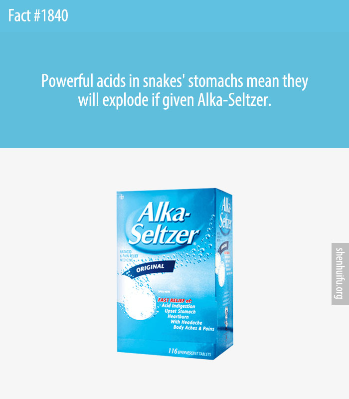 Powerful acids in snakes' stomachs mean they will explode if given Alka-Seltzer.