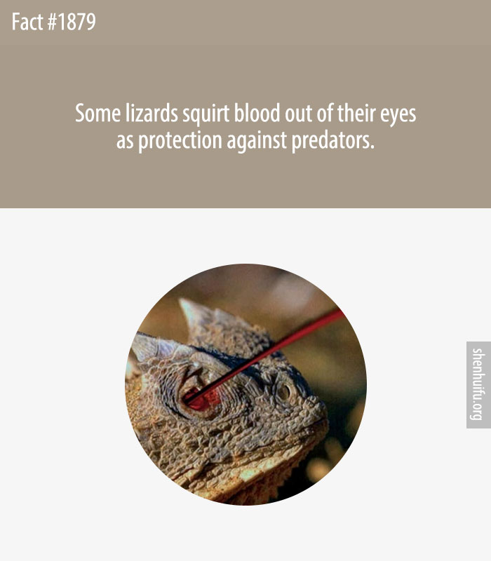 Some lizards squirt blood out of their eyes as protection against predators.