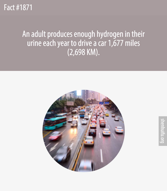 An adult produces enough hydrogen in their urine each year to drive a car 1,677 miles (2,698 KM).