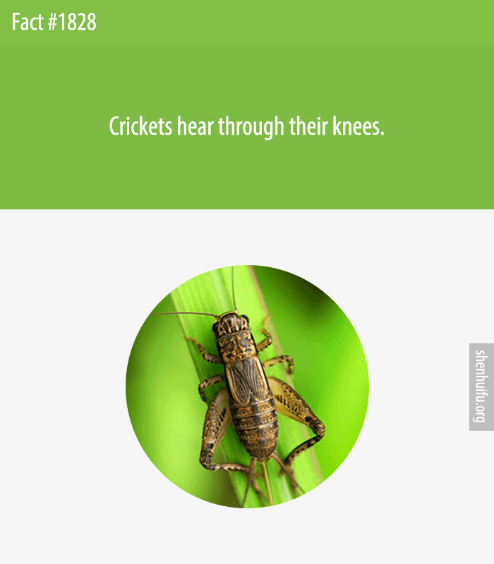 Crickets hear through their knees.