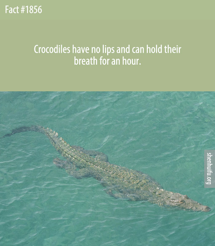 Crocodiles have no lips and can hold their breath for an hour.