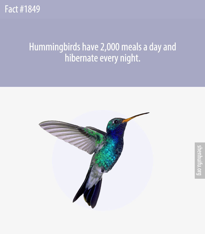 Hummingbirds have 2,000 meals a day and hibernate every night.